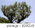 王冠のような黒松
