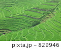 稲育つ丸山千枚田