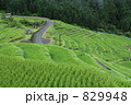 稲育つ丸山千枚田