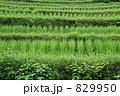 稲育つ丸山千枚田