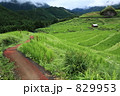 稲育つ丸山千枚田