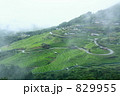 稲育つ丸山千枚田
