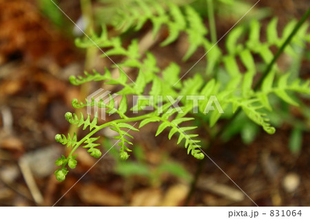 蕨の葉 蕨の葉