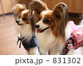 パピヨンポートレート