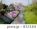 伊勢原・渋田川の芝桜祭り