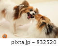 パピヨン