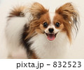 パピヨン
