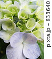 紫陽花 紫陽花