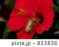 ハイビスカスとセミの抜け殻