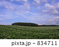 白い花咲くジャガイモの丘