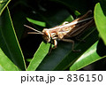 食事中のトノサマバッタ