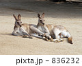 のんびりカンガルー