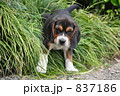 子犬