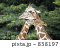 仲良しキリン