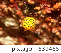 ミナミハコフグの幼魚