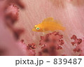 オキゴンベの幼魚