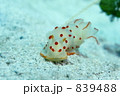 素材ナンバー 839488 : 「オオエラキヌハダウミウシ」