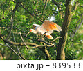 木にとまる朱鷺 839533