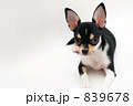 チワワ