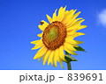 ひまわりとミツバチ ひまわりとミツバチ