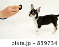 聴診器と子犬