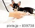 聴診器と子犬