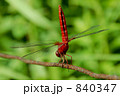 赤とんぼ