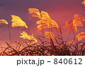 夕日に映える