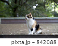ネコ