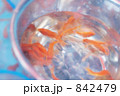 金魚 01