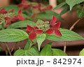 山紫陽花　紅　向島百花園