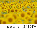 ヒマワリ 10