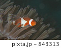 カクレクマノミ