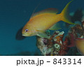 キンギョハナダイ