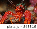 ショウグンエビ