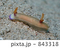 ゾウゲイロウミウシ