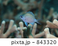 アマミスズメダイの幼魚