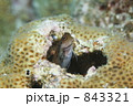 イシガキカエルウオ