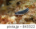 ウミウシ