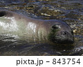 ハワイアンモンクシール