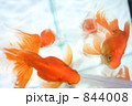 水槽のリュウキンとピンポンパール