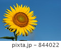 ひまわり