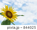 ひまわり