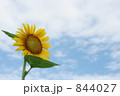 ひまわり