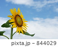 ひまわり