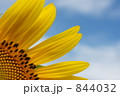 ひまわり