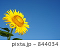 ひまわり