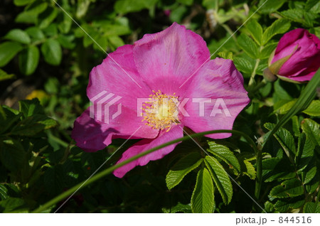 花 ハマナス 植物