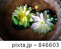 二輪の睡蓮