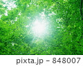 森の太陽
